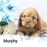 Murphy , a male Cocker Spaniel for sale in Loyal, WI – Photo 2 of 7