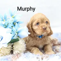 Murphy , a male Cocker Spaniel for sale in Loyal, WI – Photo 5 of 7