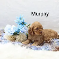 Murphy , a male Cocker Spaniel for sale in Loyal, WI – Photo 4 of 7