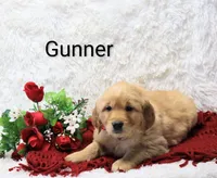 AKC Gunner, a male Golden Retriever for sale in Loyal, WI – Photo 3 of 6