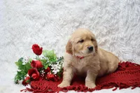 AKC Gunner, a male Golden Retriever for sale in Loyal, WI – Photo 2 of 6