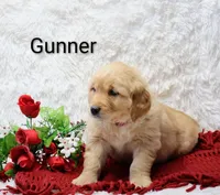 AKC Gunner, a male Golden Retriever for sale in Loyal, WI – Photo 4 of 6