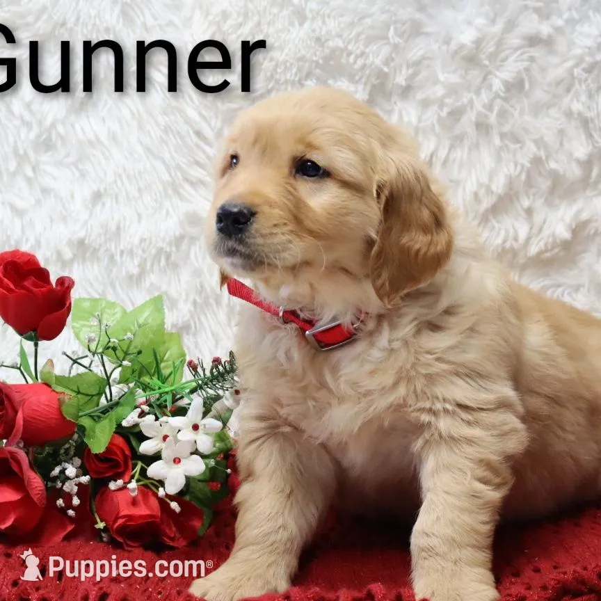 AKC Gunner – Golden Retriever puppy on hold in Loyal, WI