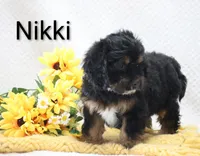Nikki, a male Cockapoo for sale in Loyal, WI – 2 of 5