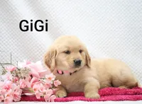 Gigi. on Hold , a female Golden Retriever for sale in Loyal, WI – 2 of 6