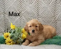 AKC Max, a male Golden Retriever for sale in Loyal, WI – 3 of 4