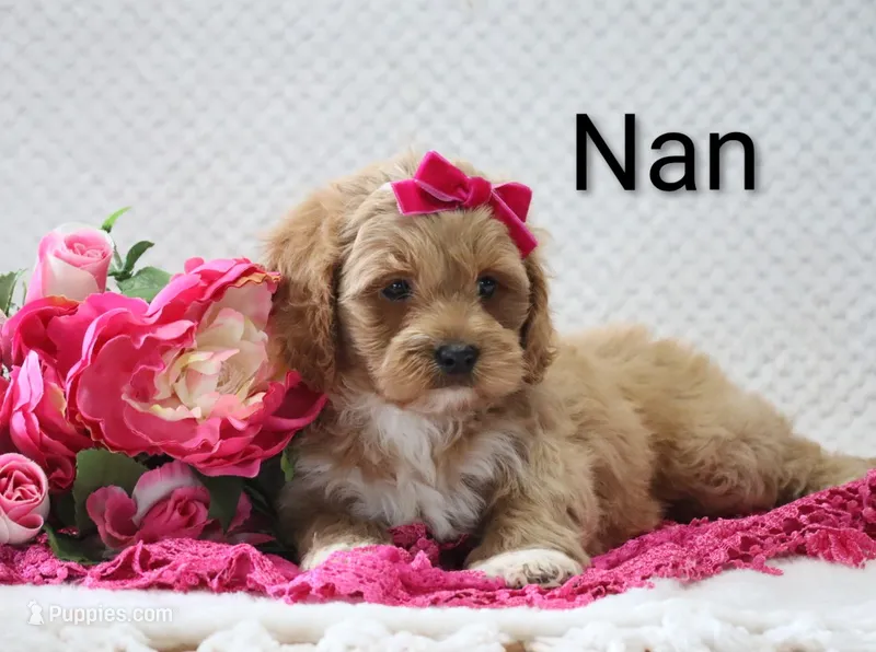 Nan – Cockapoo puppy for sale in Loyal, WI