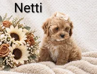 Netti, a female Cockapoo for sale in Loyal, WI – 3 of 5