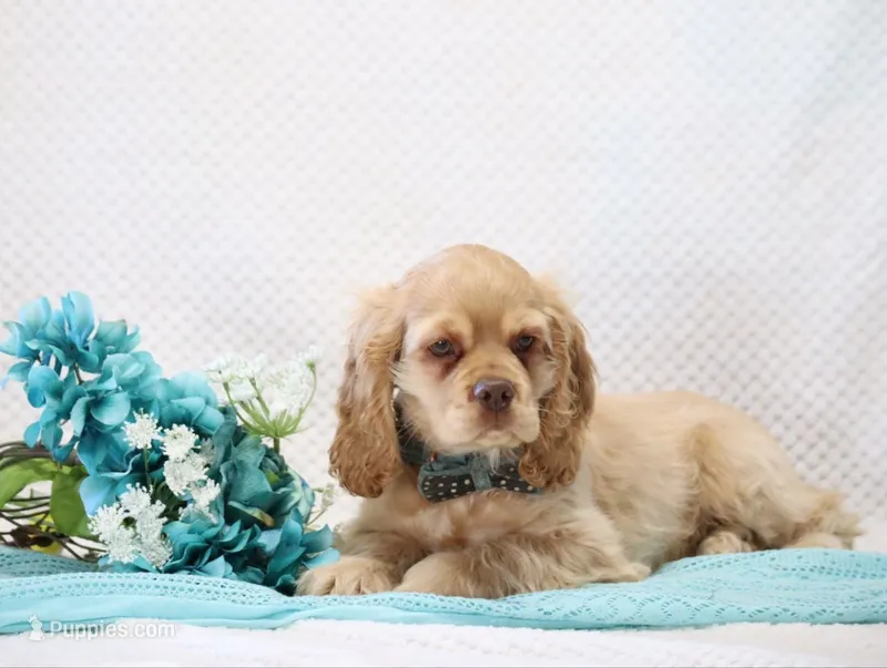 Mozo – Cocker Spaniel puppy for sale in Loyal, WI