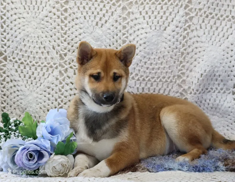 Remi – Shiba Inu puppy for sale in Loyal, WI