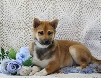 Remi, a male Shiba Inu for sale in Loyal, WI – 1 of 8