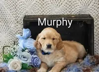AKC Murphy, a male Golden Retriever for sale in Loyal, WI – 3 of 4