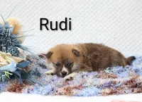 Rudi, a male Shiba Inu for sale in Loyal, WI – 4 of 5