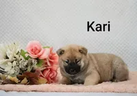 Kari, a female Shiba Inu for sale in Loyal, WI – 3 of 7