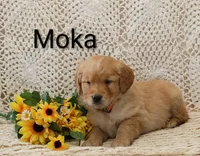 AKC  Moka, a male Golden Retriever for sale in Loyal, WI – 2 of 5