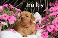 AKC Bailey , a female Golden Retriever for sale in Loyal, WI – 2 of 7
