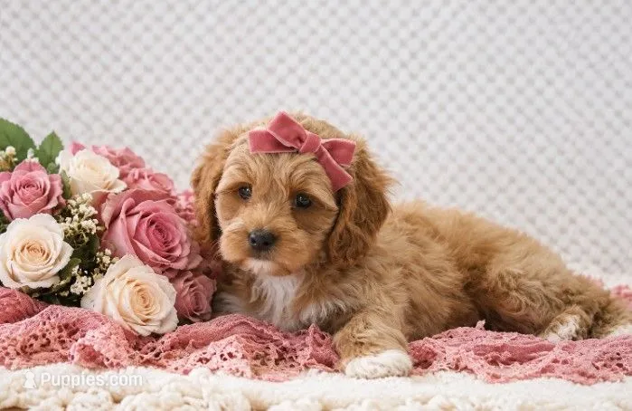 Nan – Cockapoo puppy for sale in Loyal, WI