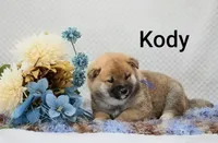 Kody, a male Shiba Inu for sale in Loyal, WI – 4 of 6