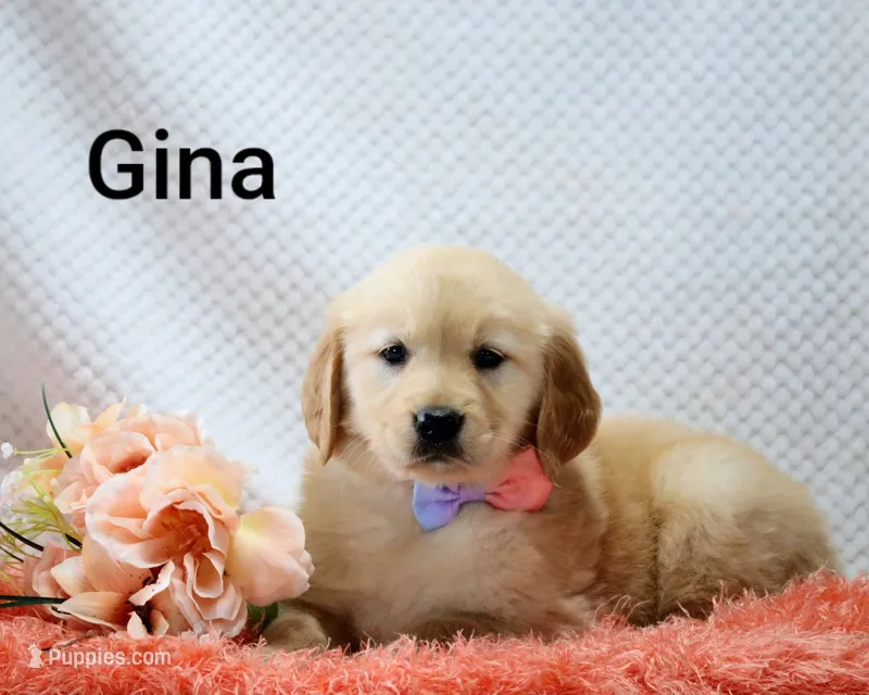 Gina – Golden Retriever puppy for sale in Loyal, WI