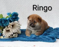 Ringo.  On Hold, a male Shiba Inu for sale in Loyal, WI – 2 of 4