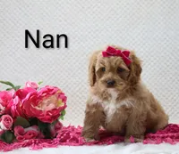 Nan, a female Cockapoo for sale in Loyal, WI – 2 of 5