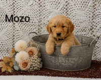 AKC Mozo, a male Golden Retriever for sale in Loyal, WI – 3 of 4