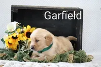 Garfield , a male Golden Retriever for sale in Loyal, WI – 3 of 4