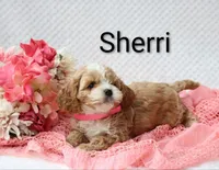 Sherri, a female Cockapoo for sale in Loyal, WI – 2 of 6
