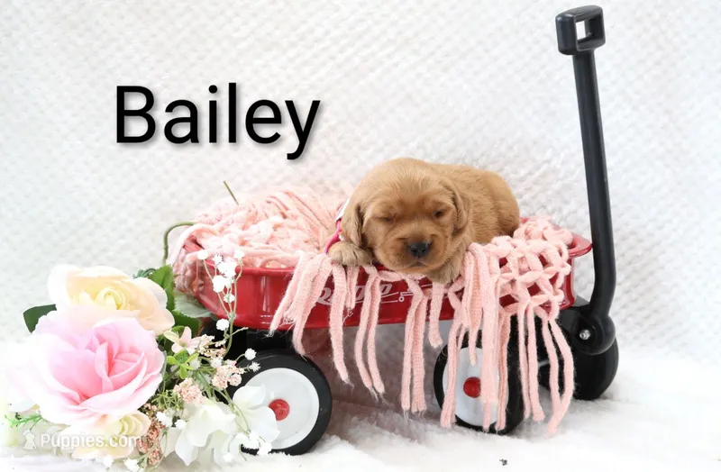 Bailey  – Golden Retriever puppy for sale in Loyal, WI