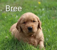  AKC Bree, a female Golden Retriever for sale in Loyal, WI – 5 of 9