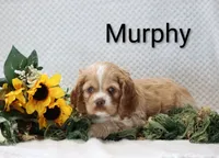 Murphy, a male Cocker Spaniel for sale in Loyal, WI – 4 of 7
