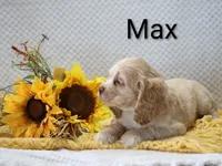 Max, a male Cocker Spaniel for sale in Loyal, WI – 4 of 6