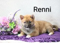 Renni, a female Shiba Inu for sale in Loyal, WI – 6 of 7