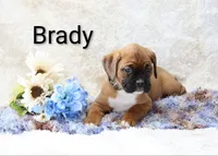 Brady, a male Boxer for sale in Loyal, WI – Photo 3 of 4