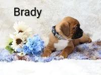 Brady, a male Boxer for sale in Loyal, WI – Photo 4 of 4