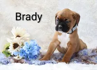 Brady, a male Boxer for sale in Loyal, WI – Photo 1 of 4