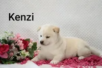 Kenzi, a female Shiba Inu for sale in Loyal, WI – 3 of 6