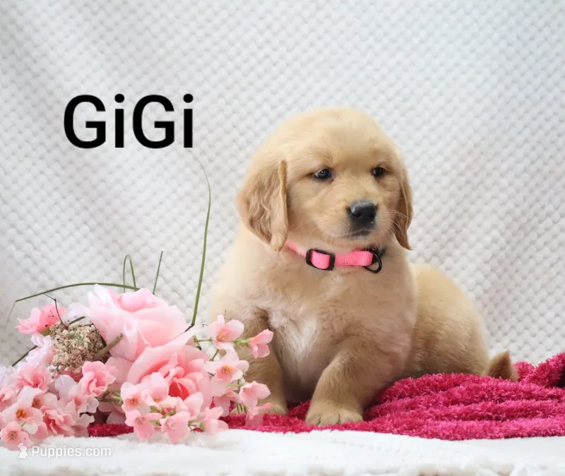 Gigi. on Hold  – Golden Retriever puppy for sale in Loyal, WI