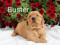  AKC Buster , a male Golden Retriever for sale in Loyal, WI – 4 of 9