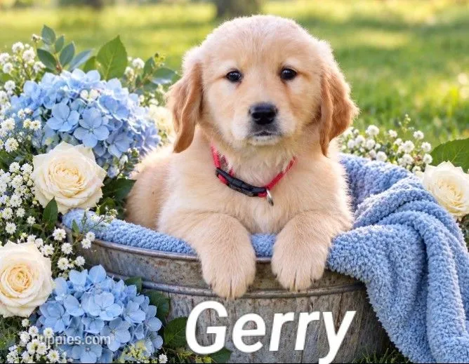 Gerry – Golden Retriever puppy for sale in Loyal, WI