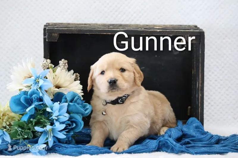 Gunner – Golden Retriever puppy for sale in Loyal, WI