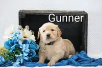 Gunner, a male Golden Retriever for sale in Loyal, WI – 1 of 3