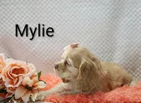 Mylie, a female Cocker Spaniel for sale in Loyal, WI – 5 of 7