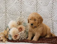 AKC Mozo, a male Golden Retriever for sale in Loyal, WI – 2 of 4
