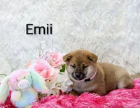 Emii, a female Shiba Inu for sale in Loyal, WI – Photo 3 of 6