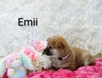Emii, a female Shiba Inu for sale in Loyal, WI – Photo 2 of 6