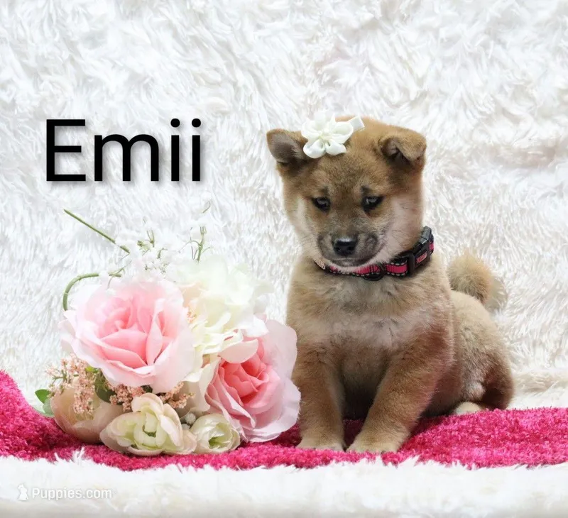 Emii – Shiba Inu puppy for sale in Loyal, WI