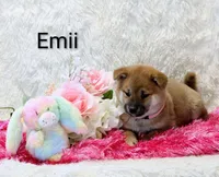 Emii, a female Shiba Inu for sale in Loyal, WI – Photo 4 of 6
