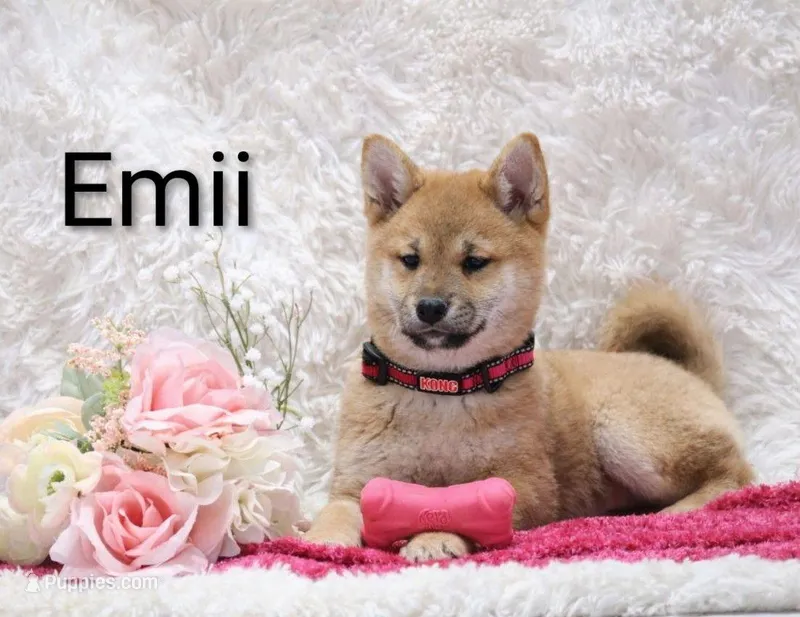 Emii – Shiba Inu puppy for sale in Loyal, WI