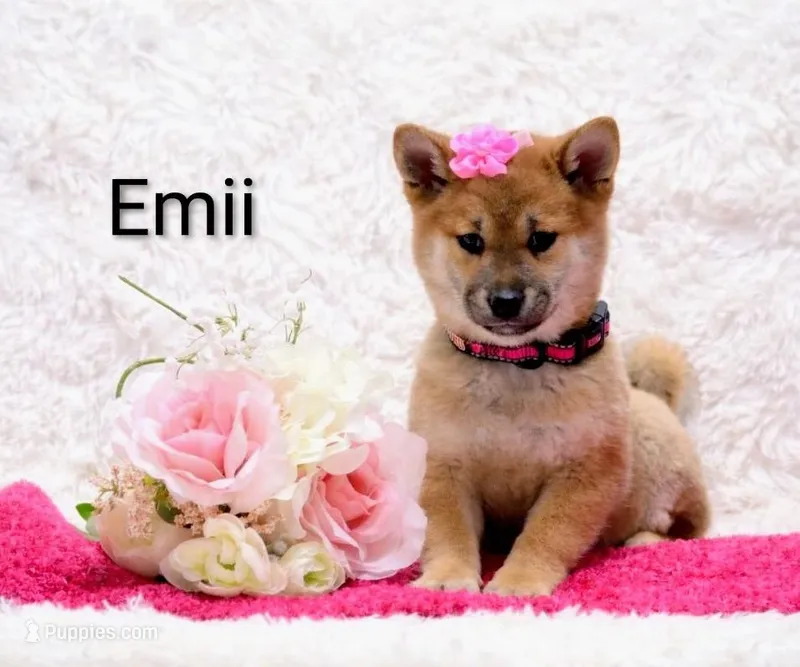 Emii – Shiba Inu puppy for sale in Loyal, WI